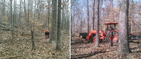 Healthy Hardwoods Demo Plot Preparation